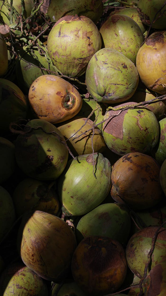 A vertical shot of fresh organic coconuts in natural light, showcasing their tropical appeal.