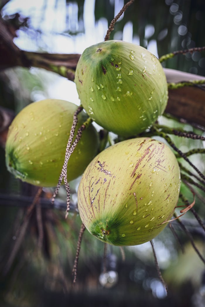 Close-up of fresh green coconuts on a rainy palm tree in Thailand.