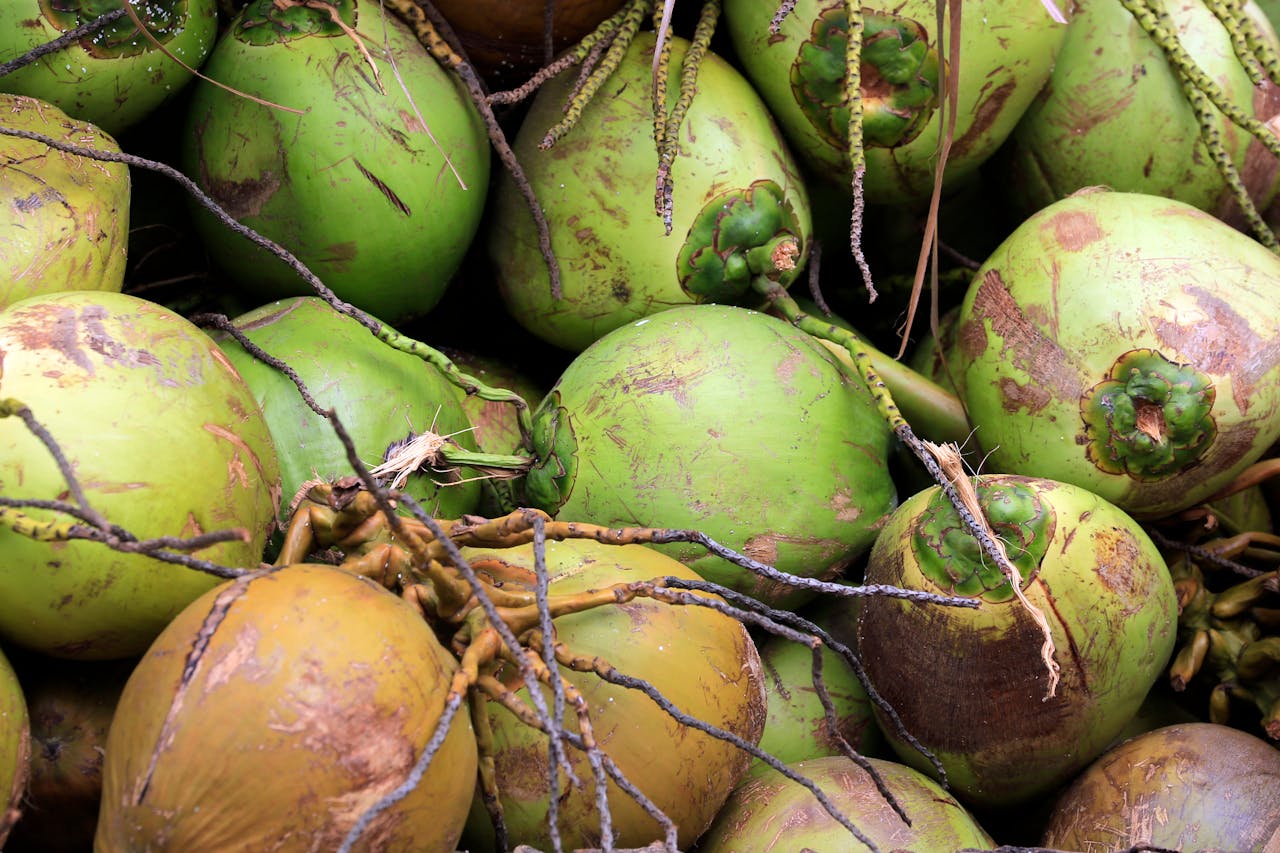 Lush green coconuts closely arranged, showcasing tropical harvest abundance.