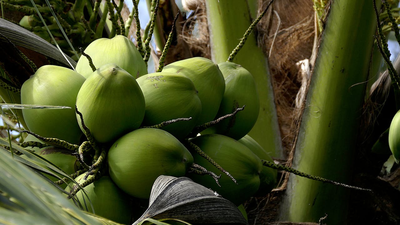 Close-up of green coconuts growing on a palm tree in Vietnam.