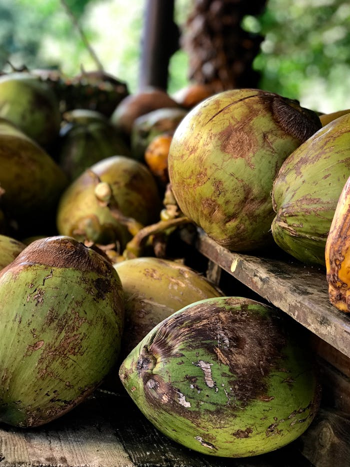 Close-up of raw green coconuts piled on a rustic wooden shelf in a tropical setting.