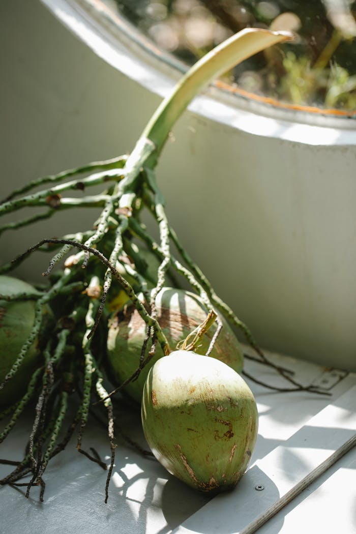 Green coconut tree nut on branch placed near window in concrete wall at sunshine