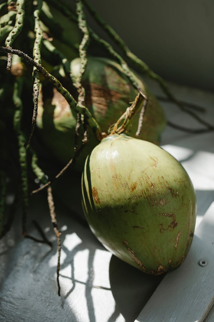 High angle of big green fresh coconuts on green stems at rays of bright sunlight