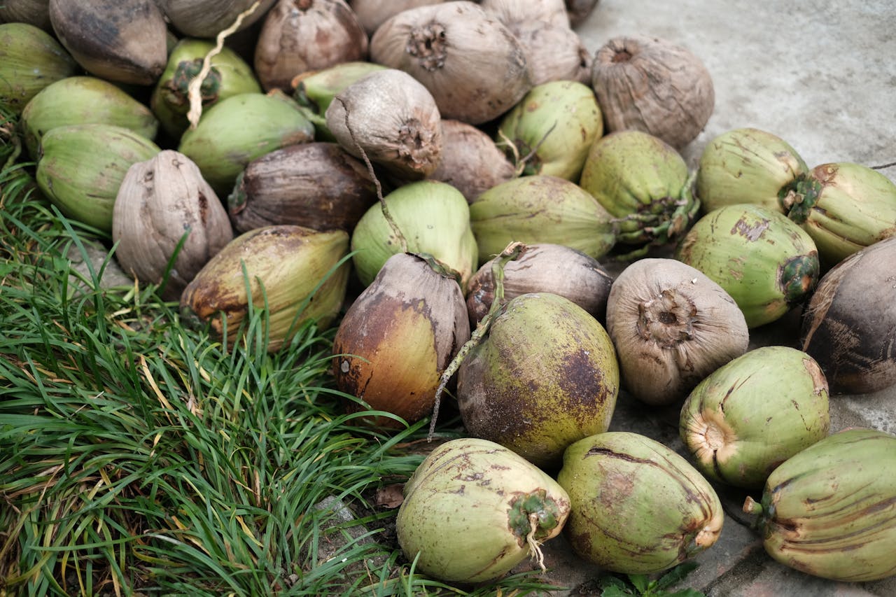Close-up of coconuts on grass, highlighting harvest in Vietnam.